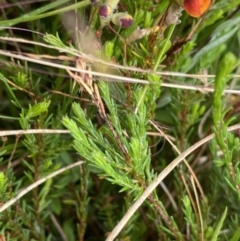 Dillwynia palustris at Nurenmerenmong, NSW - suppressed
