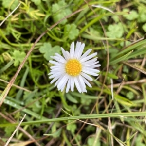 Brachyscome radicans at Nurenmerenmong, NSW - 18 Jan 2023