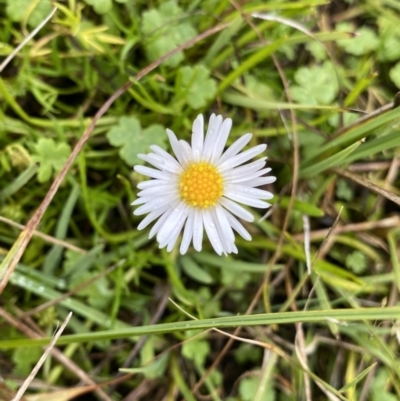 Brachyscome radicans (Marsh Daisy) at Nurenmerenmong, NSW - 17 Jan 2023 by Ned_Johnston