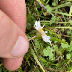 Brachyscome radicans at Nurenmerenmong, NSW - 18 Jan 2023