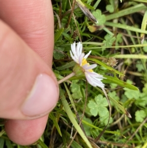 Brachyscome radicans at Nurenmerenmong, NSW - 18 Jan 2023