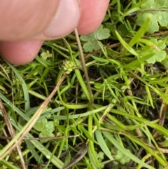 Brachyscome radicans at Nurenmerenmong, NSW - 18 Jan 2023