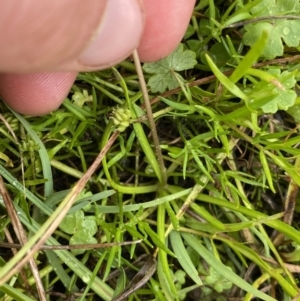 Brachyscome radicans at Nurenmerenmong, NSW - 18 Jan 2023