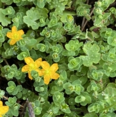 Hypericum japonicum (Creeping St John's Wort) at The Tops at Nurenmerenmong - 17 Jan 2023 by Ned_Johnston