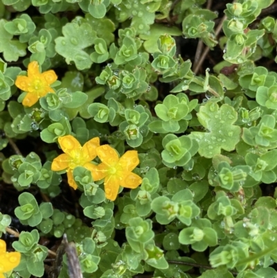 Hypericum japonicum (Creeping St John's Wort) at Nurenmerenmong, NSW - 17 Jan 2023 by Ned_Johnston