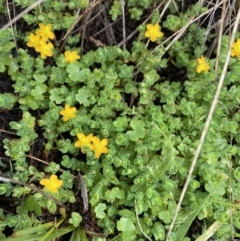 Hypericum japonicum at Nurenmerenmong, NSW - 18 Jan 2023