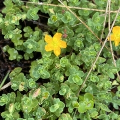 Hypericum japonicum at Nurenmerenmong, NSW - suppressed