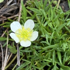 Ranunculus millanii (Dwarf Buttercup) at The Tops at Nurenmerenmong - 17 Jan 2023 by Ned_Johnston