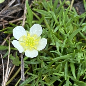 Ranunculus millanii at Nurenmerenmong, NSW - suppressed