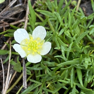 Ranunculus millanii (Dwarf Buttercup) at The Tops at Nurenmerenmong - 17 Jan 2023 by Ned_Johnston