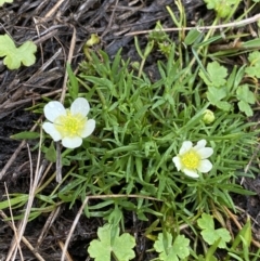 Ranunculus millanii at Nurenmerenmong, NSW - 18 Jan 2023