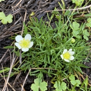 Ranunculus millanii at Nurenmerenmong, NSW - suppressed