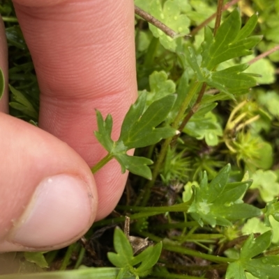 Ranunculus amphitrichus (Small River Buttercup) at Nurenmerenmong, NSW - 17 Jan 2023 by Ned_Johnston