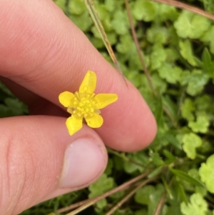 Ranunculus amphitrichus at Nurenmerenmong, NSW - 18 Jan 2023