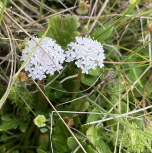 Trachymene humilis subsp. humilis at Nurenmerenmong, NSW - suppressed