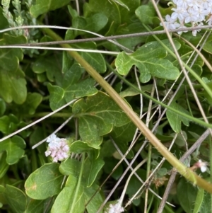 Trachymene humilis subsp. humilis at Nurenmerenmong, NSW - 18 Jan 2023