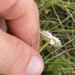 Trachymene humilis subsp. humilis at Nurenmerenmong, NSW - 18 Jan 2023