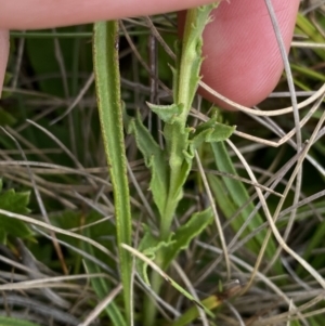 Calotis scabiosifolia var. integrifolia at Nurenmerenmong, NSW - 18 Jan 2023