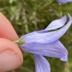 Wahlenbergia ceracea (Waxy Bluebell) at Nurenmerenmong, NSW - 17 Jan 2023 by Ned_Johnston