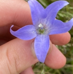 Wahlenbergia ceracea at Nurenmerenmong, NSW - 18 Jan 2023