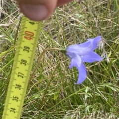 Wahlenbergia ceracea at Nurenmerenmong, NSW - 18 Jan 2023