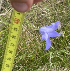 Wahlenbergia ceracea at Nurenmerenmong, NSW - 18 Jan 2023