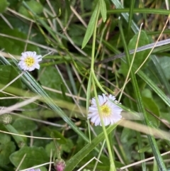 Lagenophora montana (Mountain Lagenophora) at Nurenmerenmong, NSW - 18 Jan 2023 by NedJohnston