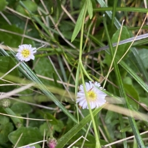 Lagenophora montana at Nurenmerenmong, NSW - 18 Jan 2023