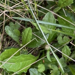 Lagenophora montana at Nurenmerenmong, NSW - 18 Jan 2023