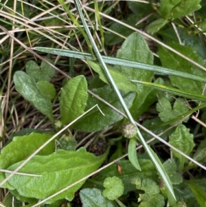 Lagenophora montana at Nurenmerenmong, NSW - 18 Jan 2023