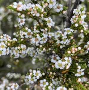 Baeckea gunniana at Nurenmerenmong, NSW - 18 Jan 2023