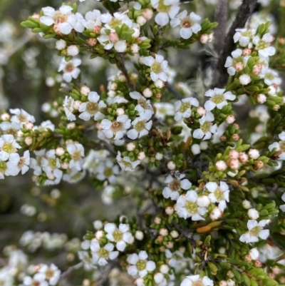 Baeckea gunniana (Alpine Baeckea) at The Tops at Nurenmerenmong - 17 Jan 2023 by Ned_Johnston