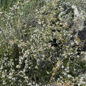 Baeckea gunniana at Nurenmerenmong, NSW - 18 Jan 2023