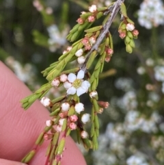 Baeckea gunniana at Nurenmerenmong, NSW - 18 Jan 2023