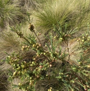 Pimelea bracteata at Nurenmerenmong, NSW - 18 Jan 2023