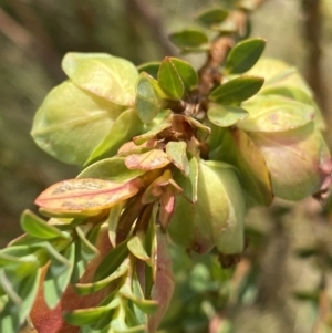 Pimelea bracteata at Nurenmerenmong, NSW - 18 Jan 2023