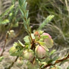 Pimelea bracteata at Nurenmerenmong, NSW - 18 Jan 2023