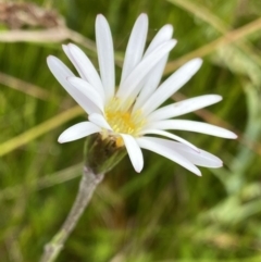 Celmisia sp. Pulchella (M.Gray & C.Totterdell 7079) Australian National Herbarium (Narrow-leaved Snow Daisy) at Nurenmerenmong, NSW - 18 Jan 2023 by NedJohnston