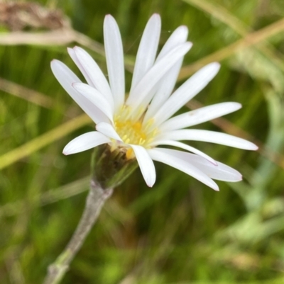 Celmisia sp. Pulchella (M.Gray & C.Totterdell 7079) Australian National Herbarium (Narrow-leaved Snow Daisy) at Nurenmerenmong, NSW - 18 Jan 2023 by NedJohnston