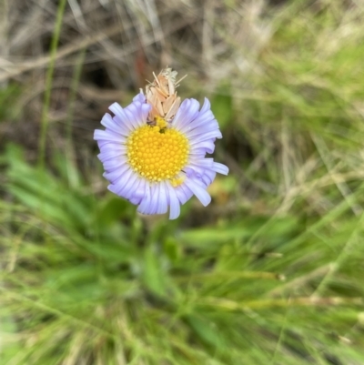 Brachyscome scapigera (Tufted Daisy) at The Tops at Nurenmerenmong - 17 Jan 2023 by Ned_Johnston