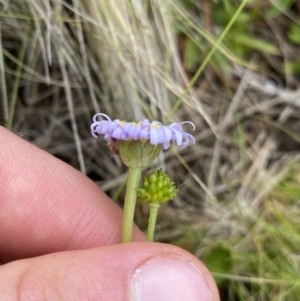 Brachyscome scapigera at Nurenmerenmong, NSW - 18 Jan 2023