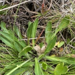 Brachyscome scapigera at Nurenmerenmong, NSW - 18 Jan 2023