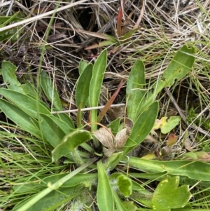 Brachyscome scapigera at Nurenmerenmong, NSW - 18 Jan 2023