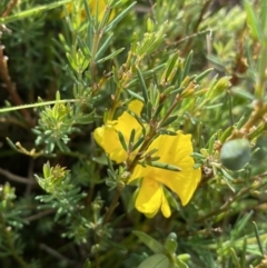 Gompholobium huegelii (Pale Wedge Pea) at The Tops at Nurenmerenmong - 17 Jan 2023 by Ned_Johnston