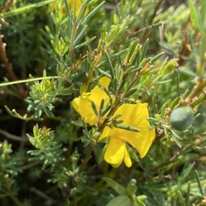 Gompholobium huegelii at Nurenmerenmong, NSW - 18 Jan 2023