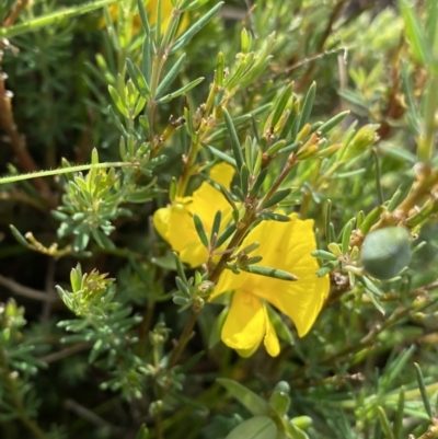 Gompholobium huegelii (pale wedge–pea) at Nurenmerenmong, NSW - 18 Jan 2023 by NedJohnston