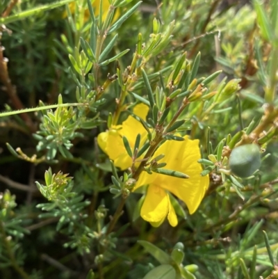 Gompholobium huegelii (Pale Wedge Pea) at Nurenmerenmong, NSW - 17 Jan 2023 by Ned_Johnston