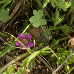 Geranium brevicaule (Alpine Crane's-bill) at Nurenmerenmong, NSW by NedJohnston