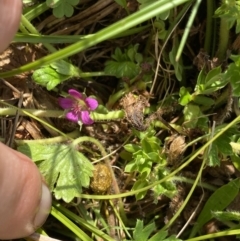 Geranium brevicaule at suppressed - 18 Jan 2023