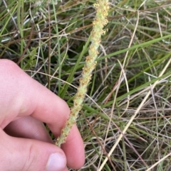 Plantago antarctica (Mountain Plantain) at Nurenmerenmong, NSW - 18 Jan 2023 by NedJohnston